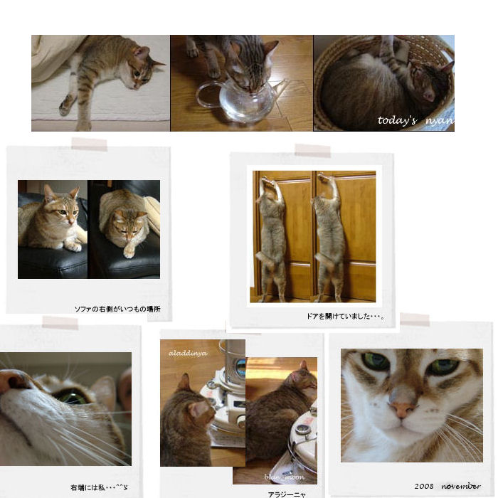 neko memo 18 / memory1996~2008_f0177409_1818209.jpg