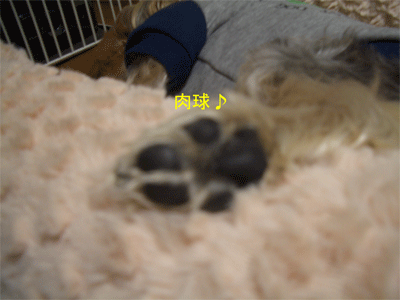 c0143711_14334745.gif