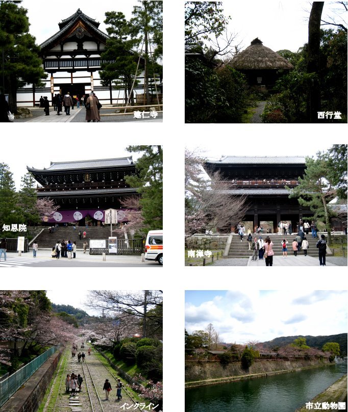 京都観桜編(8)：養源院～市立動物園(08.3)_c0051620_7113387.jpg