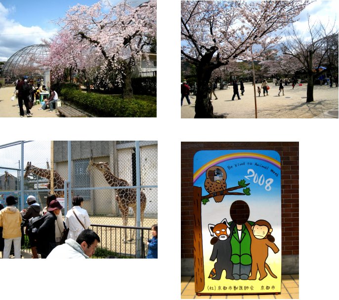 京都観桜編(8)：養源院～市立動物園(08.3)_c0051620_712043.jpg