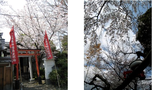 京都観桜編(8)：養源院～市立動物園(08.3)_c0051620_7122263.jpg