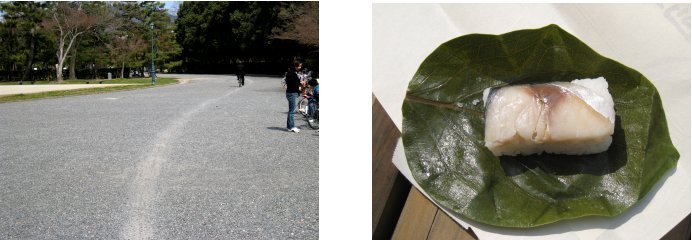 京都観桜編(8)：養源院～市立動物園(08.3)_c0051620_712455.jpg