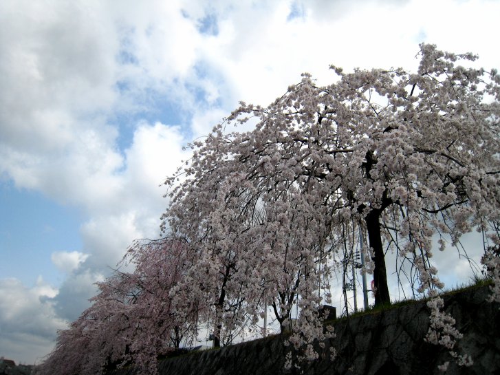 京都観桜編(8)：養源院～市立動物園(08.3)_c0051620_7135073.jpg