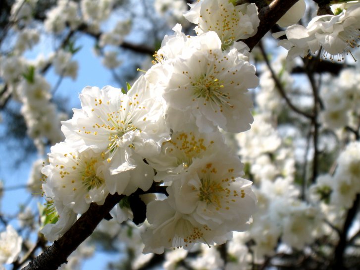 京都観桜編(8)：養源院～市立動物園(08.3)_c0051620_7144654.jpg