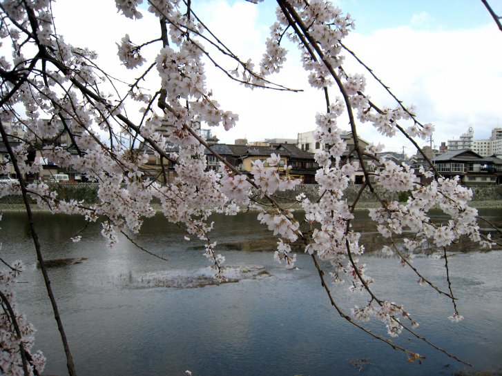 京都観桜編(8)：養源院～市立動物園(08.3)_c0051620_714659.jpg