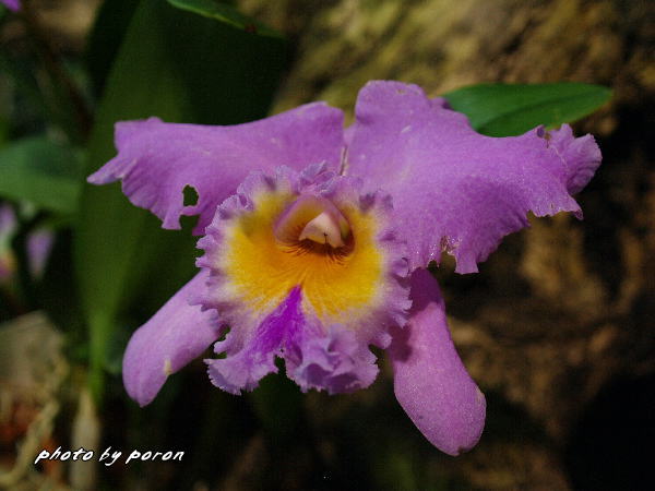 咲くやこの花館・熱帯雨林植物室の様子と花々_c0137342_1041035.jpg