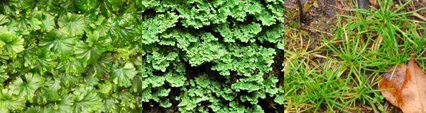 e0035757_177233.jpg