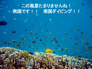 南国っぽくなってきました! ラチャヤイ島!!_f0144385_19541651.jpg