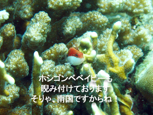 南国っぽくなってきました! ラチャヤイ島!!_f0144385_19545635.jpg
