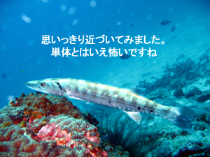 世界を旅する先生とラチャノイ・ラチャヤイ3dive_f0144385_2402471.jpg