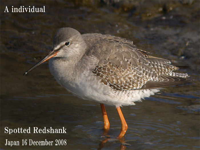 ツルシギ　６　Spotted Redshank/ Tringa erythropus_c0071489_88035.jpg