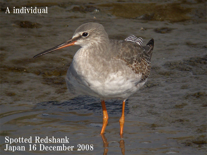 ツルシギ　６　Spotted Redshank/ Tringa erythropus_c0071489_885557.jpg