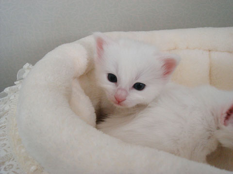 Pix of kittens_e0147291_1514413.jpg