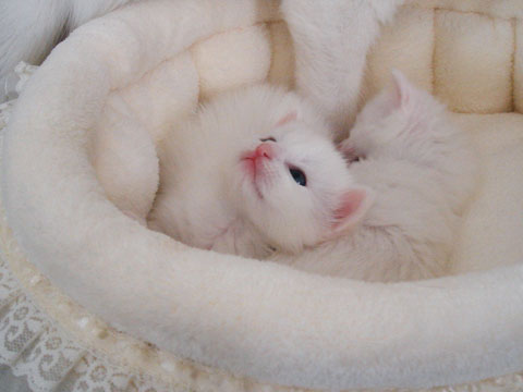 Pix of kittens_e0147291_15151213.jpg