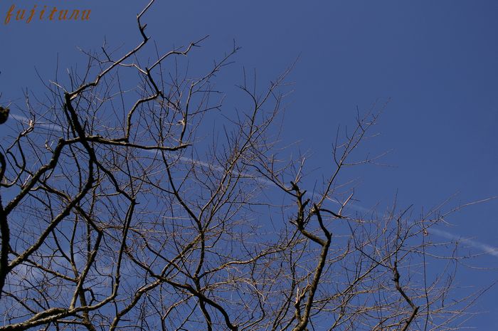 鎌倉　瑞泉寺へ 私の２００８最後の紅葉　７_b0151409_2219399.jpg