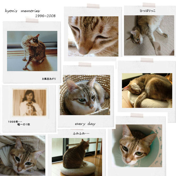 neko memo 18 / memory1996~2008_f0177409_2284318.jpg