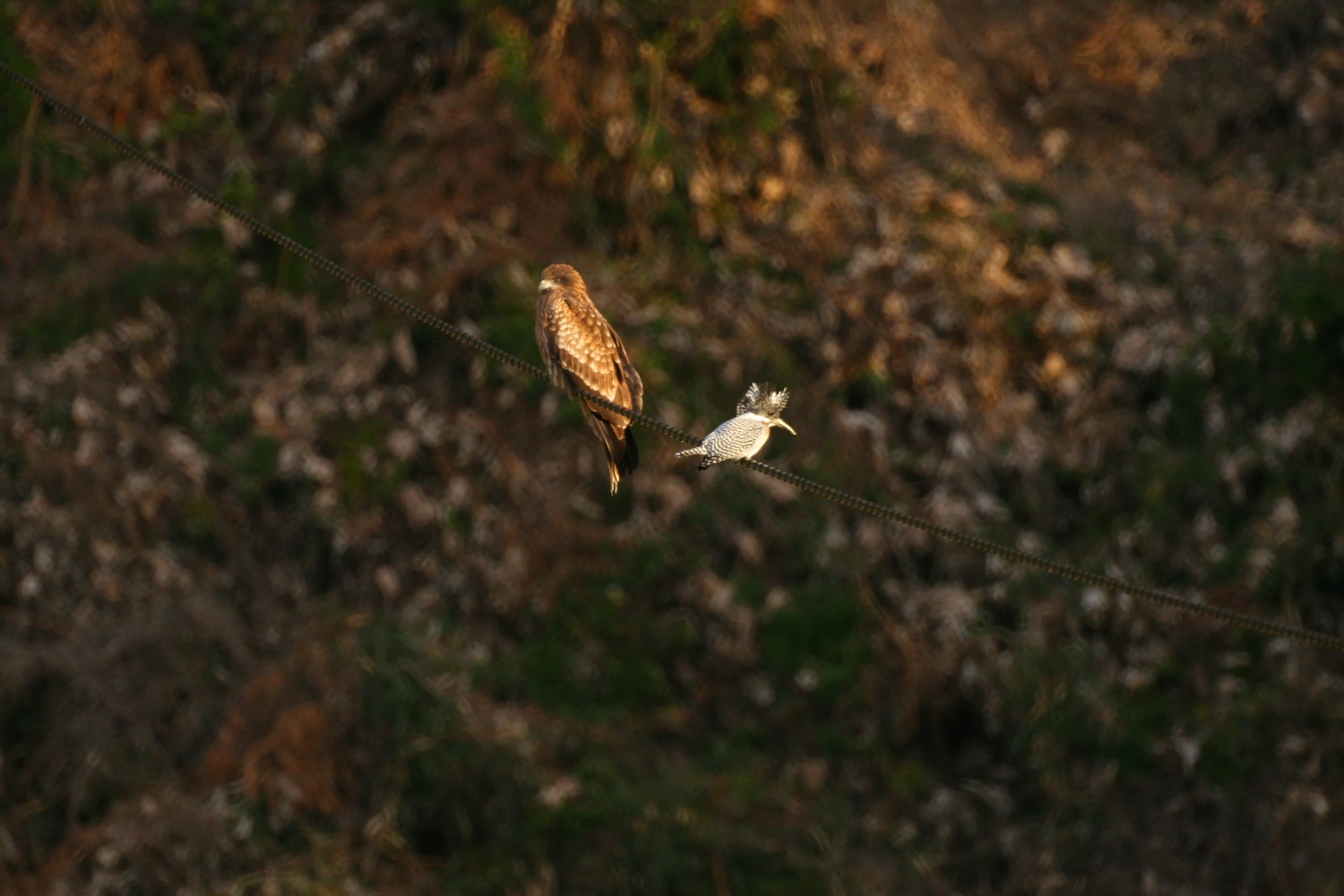 e0154134_2350301.jpg