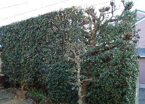 e0060041_2183779.jpg