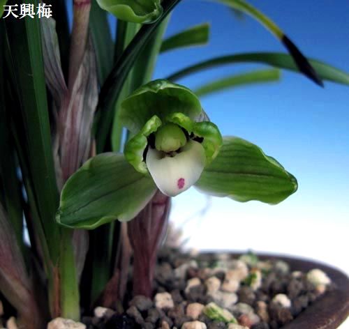 今年この一枚、中国春蘭梅弁「天興梅」　　　　　　　No.467_d0103457_01496.jpg