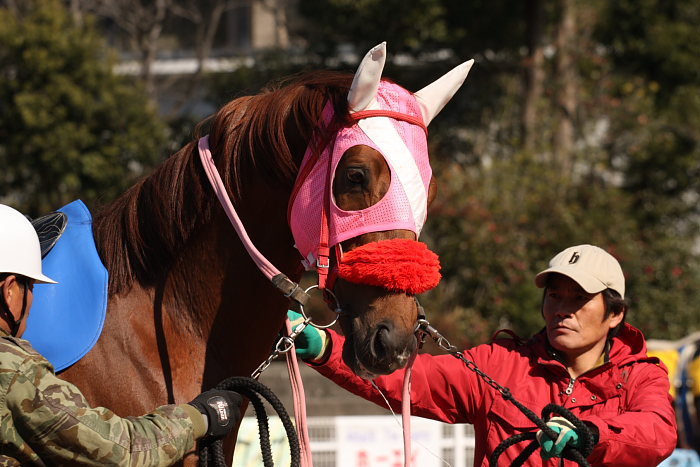 オクラくらちゃん協賛 オクラにソルゴー特別_a0077663_1032015.jpg