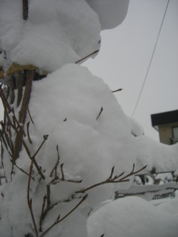 大雪＆白い薔薇クイズで楽しもう♪_c0078586_16255738.jpg