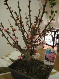 福来もち と 梅_a0091095_044163.jpg