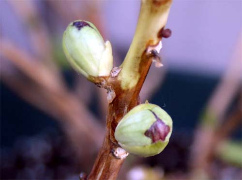 アジサイの花芽 葉芽 盆栽とガーデニングしてあそんでまんねん