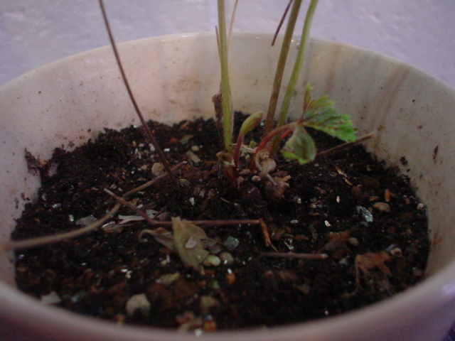 c0037103_15231743.jpg