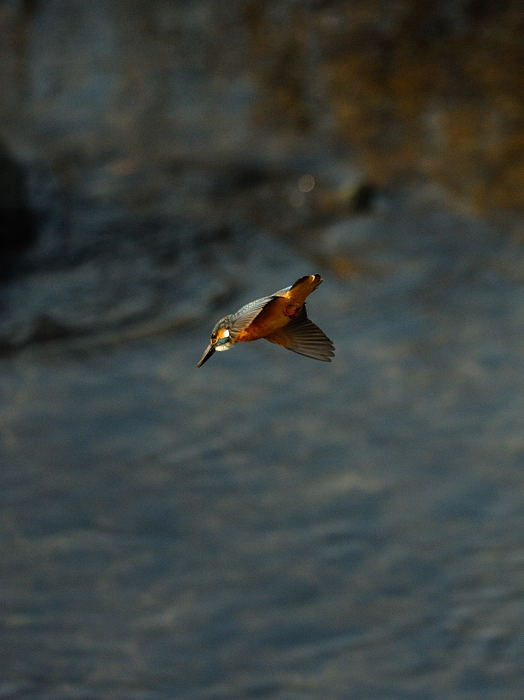 休み初日のカワセミ撮り_f0032011_1855190.jpg