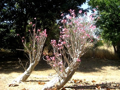 African flowers_d0111916_18434441.jpg