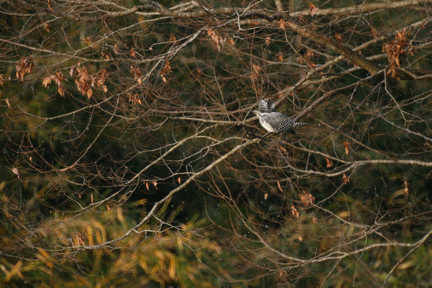 e0154134_011614.jpg