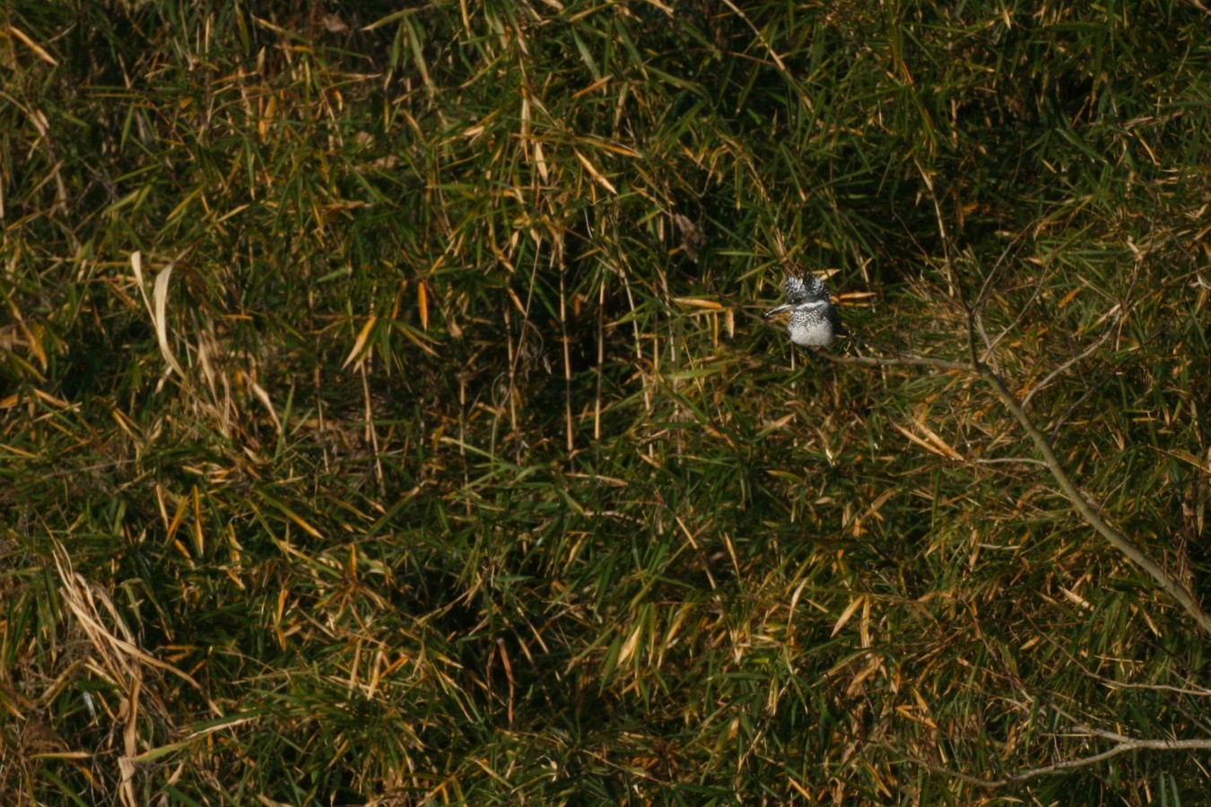 e0154134_071571.jpg