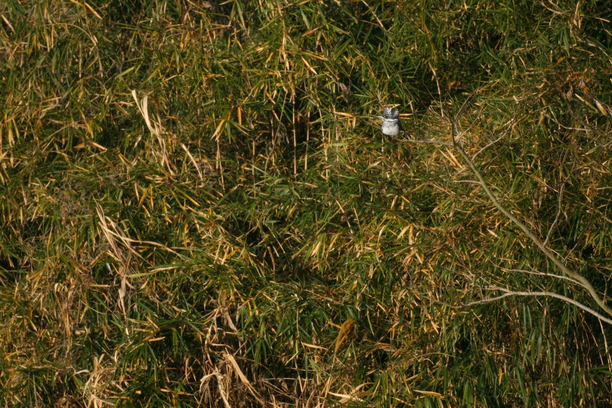 e0154134_073593.jpg