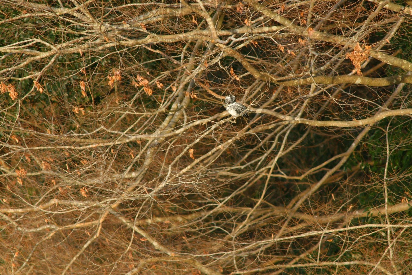 e0154134_2239221.jpg