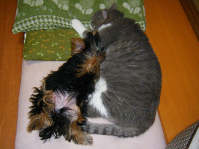 f0008935_1594865.gif
