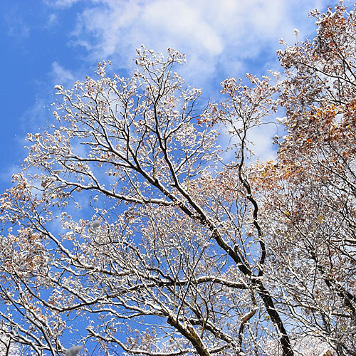 GX100散歩　~雪景色～_c0067040_21305863.jpg