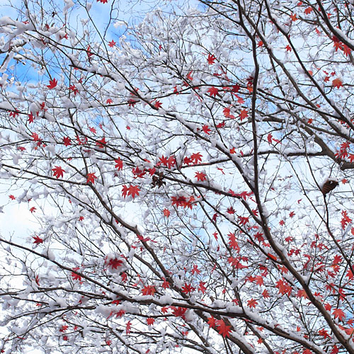 GX100散歩　~雪景色～_c0067040_21311246.jpg