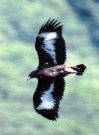 幻のイヌワシは再び幻と消えるのか?_f0197754_07445.jpg