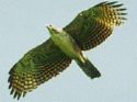 幻のイヌワシは再び幻と消えるのか?_f0197754_084256.jpg