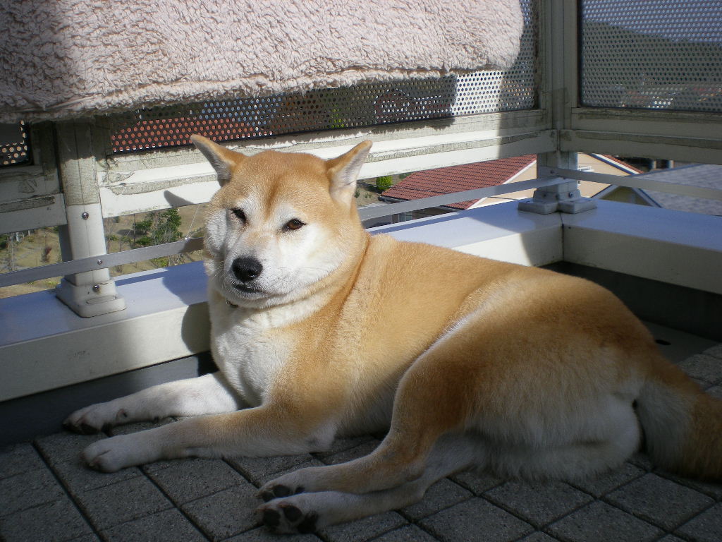 2008年12月29日(月)あと三日寝ると・・・!_f0060461_1030964.jpg