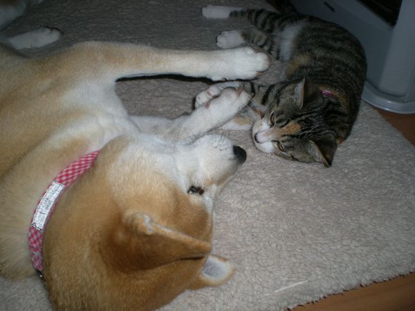 2008年12月29日(月)あと三日寝ると・・・!_f0060461_10344147.jpg