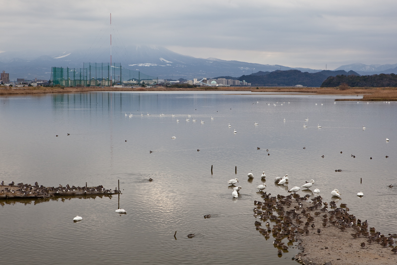 米子水鳥公園_e0015567_18322410.jpg