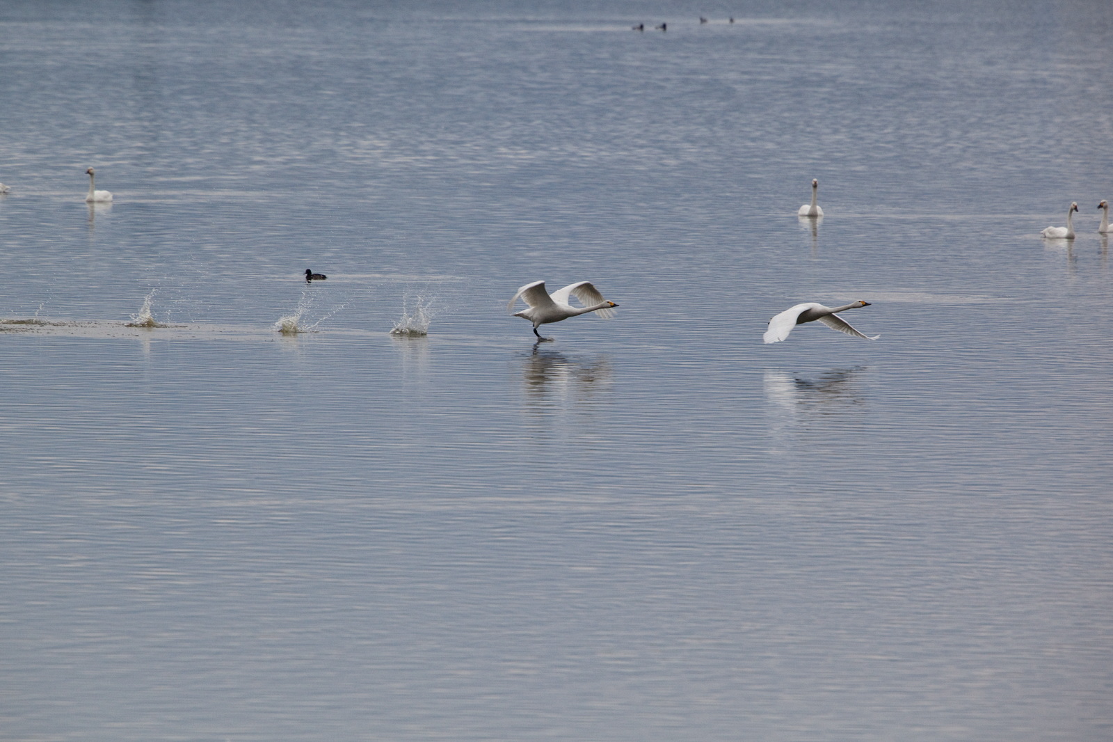 米子水鳥公園_e0015567_18341591.jpg