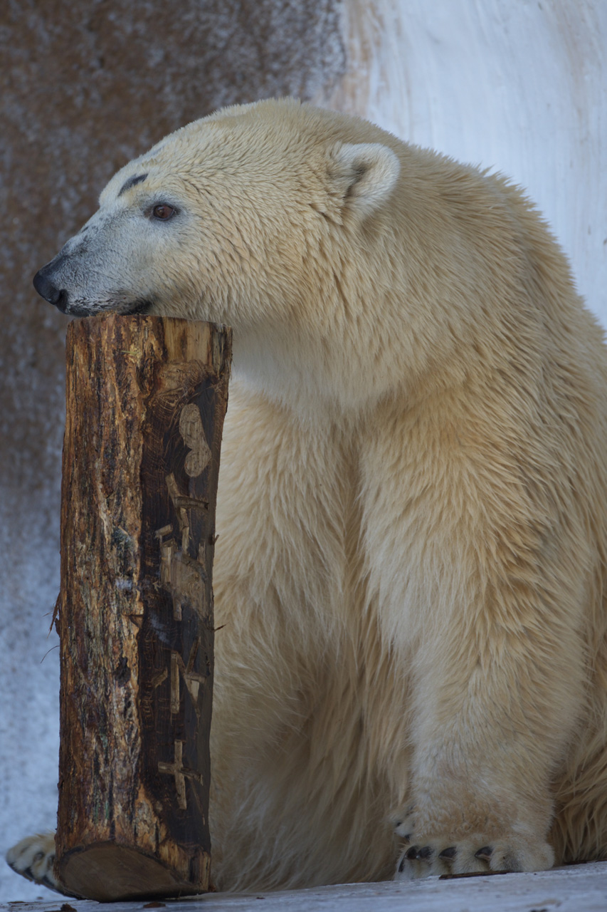 天王寺動物園640_e0060169_92880.jpg