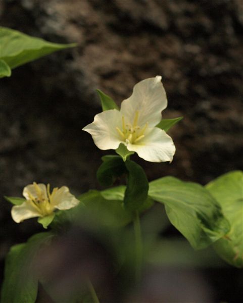 咲くやこの花館_f0187269_21143251.jpg