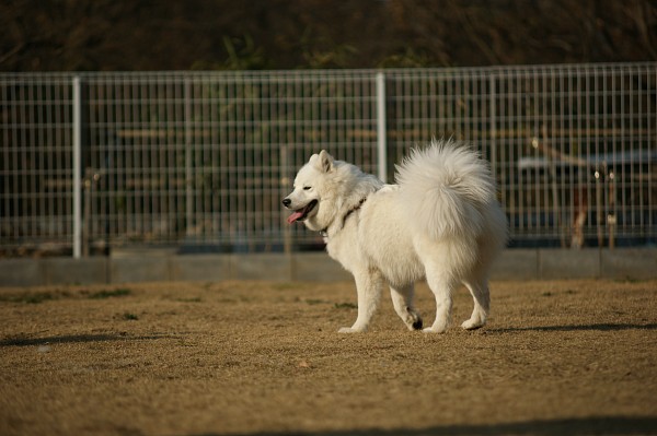 サモエド in 毛呂山　16_c0109780_175180.jpg