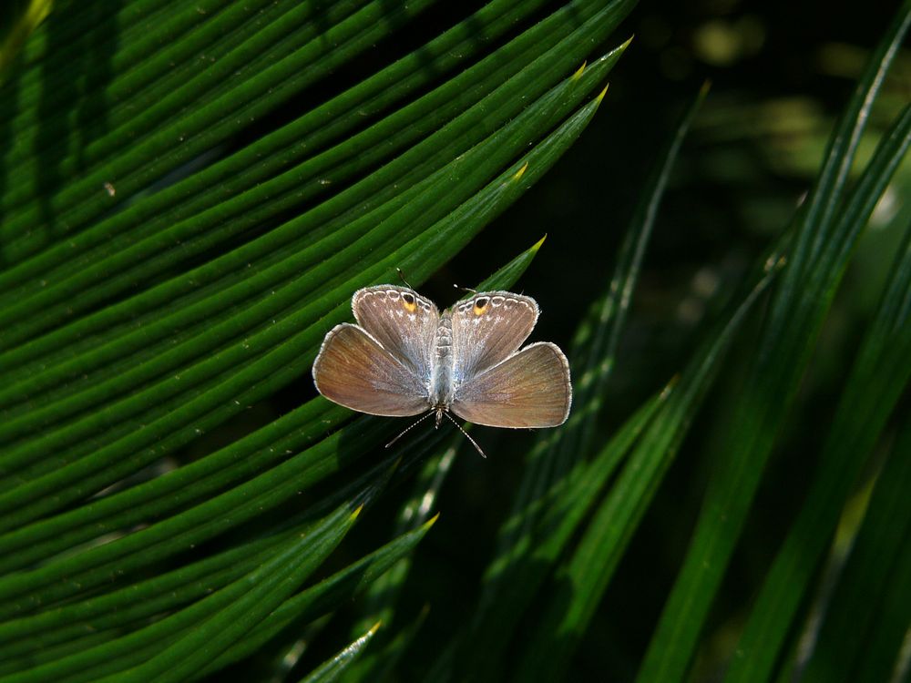 クロマダラソテツシジミ・番外編・６_c0062511_2311354.jpg