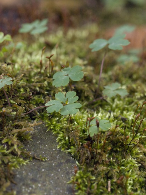 何かの草、コケ_b0148762_19311697.jpg