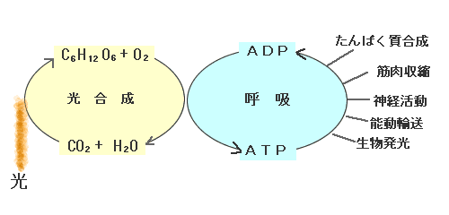 「身体に良い作物とは」　農業１_f0044065_12504924.gif