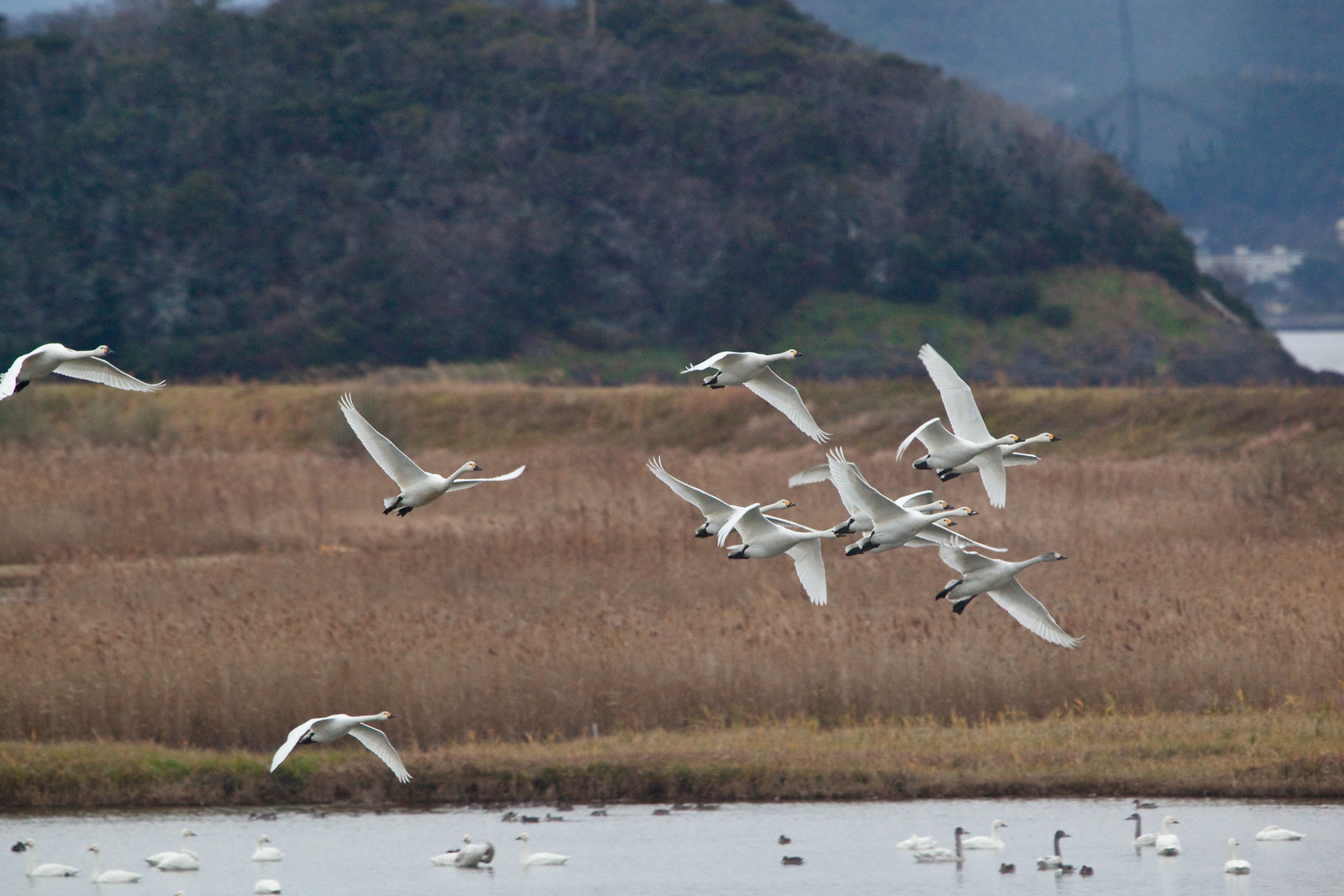 米子水鳥公園_e0015567_7595280.jpg